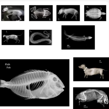 Παιχνίδι προβολής φωτός και σκιών με θέμα τα ζώα και τον ανθρώπινο σώμα σε φωτεινό τραπέζι – Εκπαιδευτικό παιχνίδι; Υλικό: Άλλο; Μάρκα: Άλλο; Τύπος: Άλλα εκπ/επιστημονικά παιχνίδια; Ηλικία: 0–3 ετών
