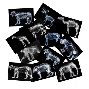 Παιχνίδι προβολής φωτός και σκιών με θέμα τα ζώα και τον ανθρώπινο σώμα σε φωτεινό τραπέζι – Εκπαιδευτικό παιχνίδι; Υλικό: Άλλο; Μάρκα: Άλλο; Τύπος: Άλλα εκπ/επιστημονικά παιχνίδια; Ηλικία: 0–3 ετών