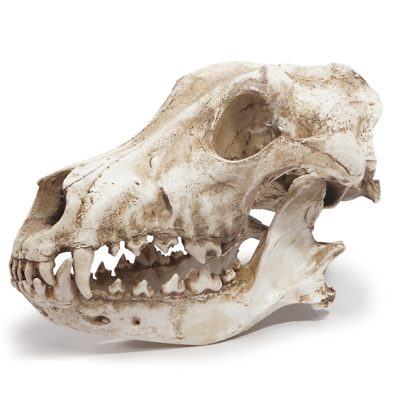 Γλυπτό κρανίου από ρητίνη με κεφάλι τσακαλιού-λύκου για διακοσμητικό Halloween