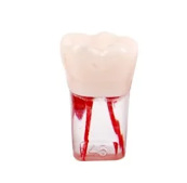 Tuscon Model dentar didactic — Cavitate bucală detașabilă, Simulare standard pentru practică la adulți