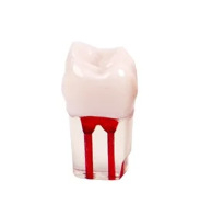 Tuscon Model dentar didactic — Cavitate bucală detașabilă, Simulare standard pentru practică la adulți