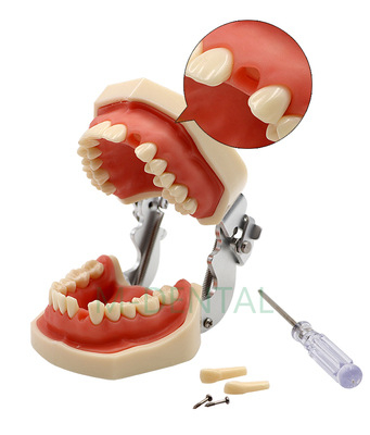 Tuscon Model dentar didactic — Cavitate bucală detașabilă, Simulare standard pentru practică la adulți