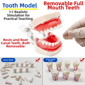 Tuscon Model dentar didactic — Cavitate bucală detașabilă, Simulare standard pentru practică la adulți