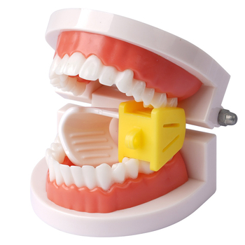 Tuscon стоматологичен учебен модел — сваляема устна кухина, стандартна симулация, за обучение на възрастни