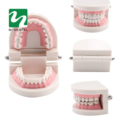 Tuscon Model dentar didactic — Cavitate bucală detașabilă, Simulare standard pentru practică la adulți