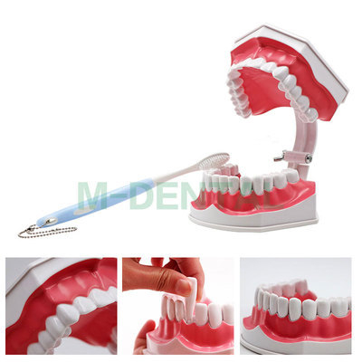 Tuscon Model dentar didactic — Cavitate bucală detașabilă, Simulare standard pentru practică la adulți