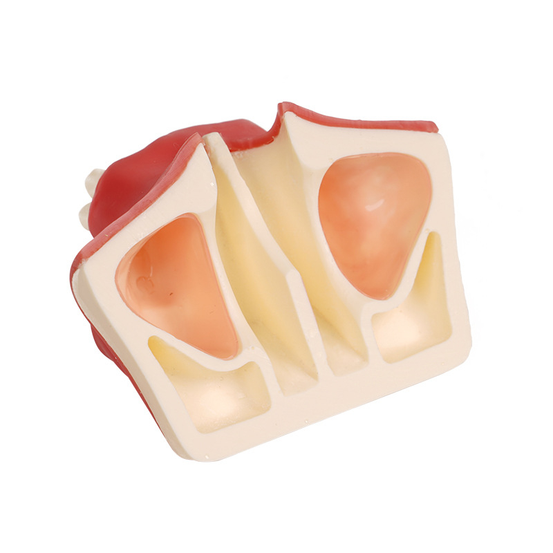 Tuscon Model dentar didactic — Cavitate bucală detașabilă, Simulare standard pentru practică la adulți