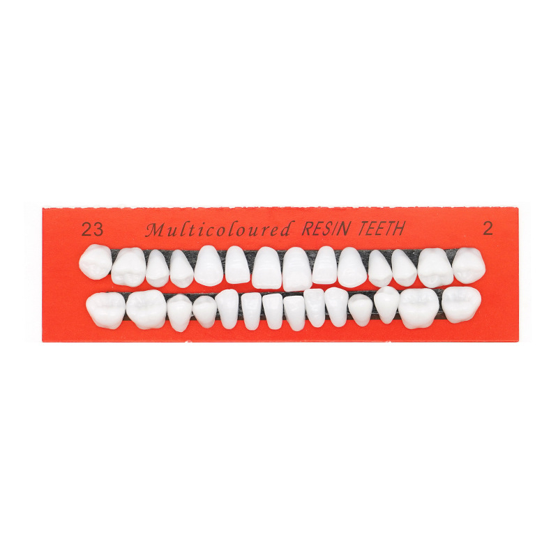 Tuscon Model dentar didactic — Cavitate bucală detașabilă, Simulare standard pentru practică la adulți