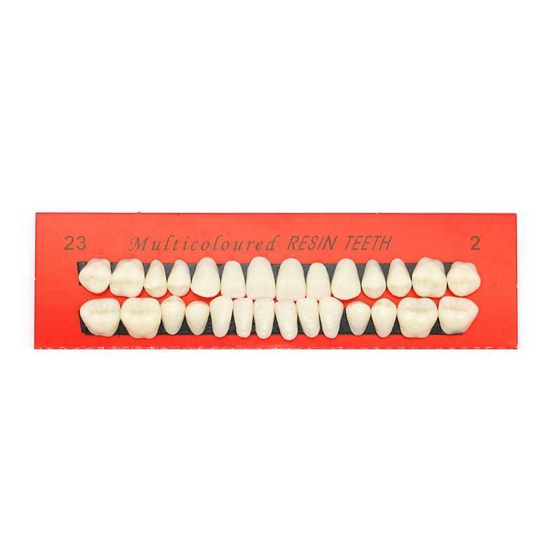 Tuscon Model dentar didactic — Cavitate bucală detașabilă, Simulare standard pentru practică la adulți