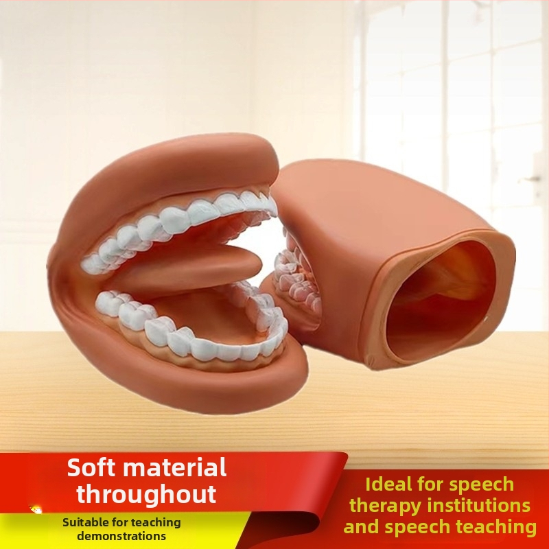 Дентален обучителен модел на устната кухина – инструмент за стоматологично образование за деца, демонстрация на миене на зъби (№ 1001188344; Категория: Other; Функция: Other; Материал: Other)