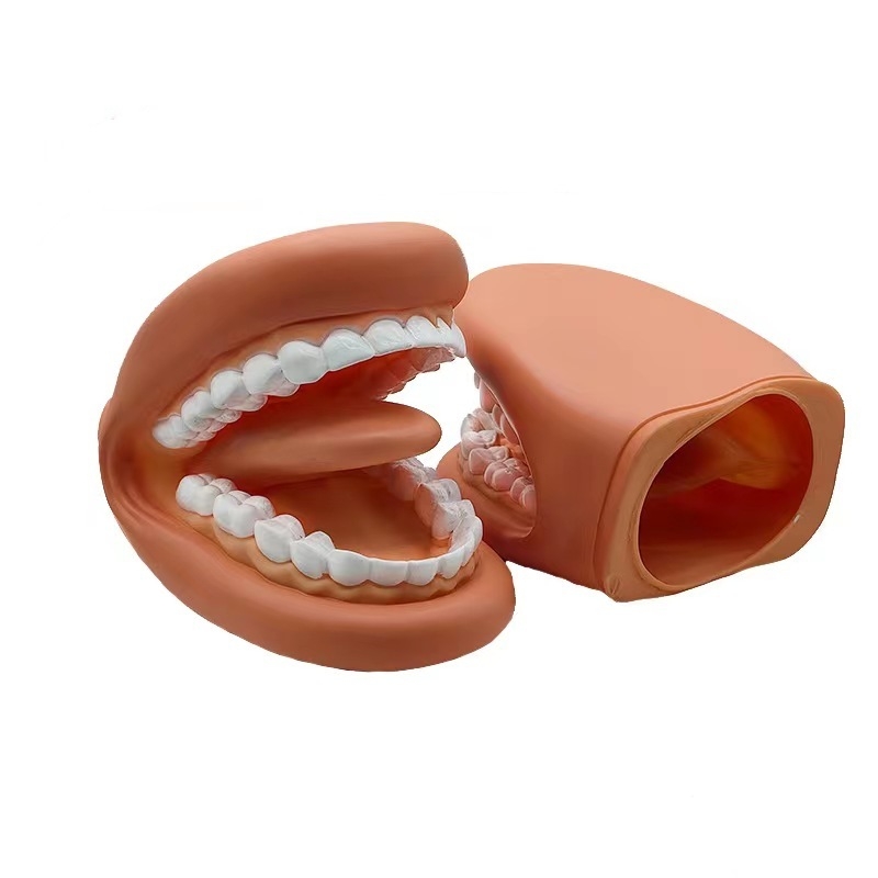 Dantų mokymo modelis burnos ertmėje – vaikams skirtas odontologijos švietimo įrankis su dantų valymo demonstracija (Produkto numeris 1001188344; Kategorija: Other; Funkcija: Other; Medžiaga: Other)