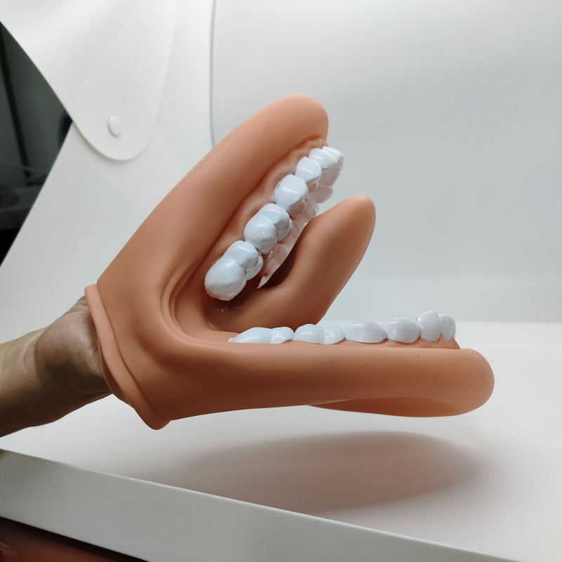 Μοντέλο διδασκαλίας της κοιλότητας δοντιών – εργαλείο οδοντιατρικής εκπαίδευσης για παιδιά με επίδειξη βουρτσίσματος (Αριθμός προϊόντος 1001188344; Κατηγορία: Other; Λειτουργία: Other; Υλικό: Other)