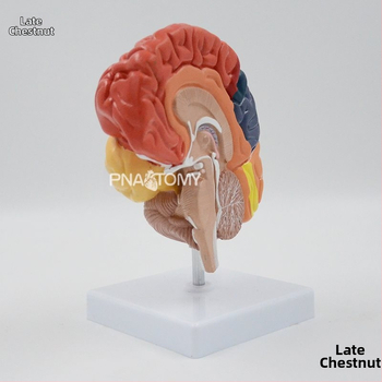 Μοντέλο εγκεφάλου με περιοχές λειτουργίας και πολυεπίπεδη ανατομία για επιστημονική εκπαίδευση και επίδειξη