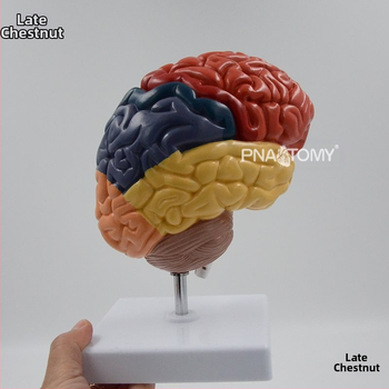Μοντέλο εγκεφάλου με περιοχές λειτουργίας και πολυεπίπεδη ανατομία για επιστημονική εκπαίδευση και επίδειξη