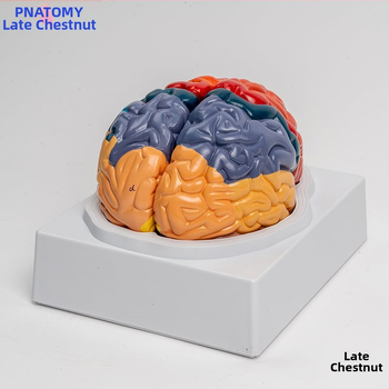 Μοντέλο εγκεφάλου με περιοχές λειτουργίας και πολυεπίπεδη ανατομία για επιστημονική εκπαίδευση και επίδειξη
