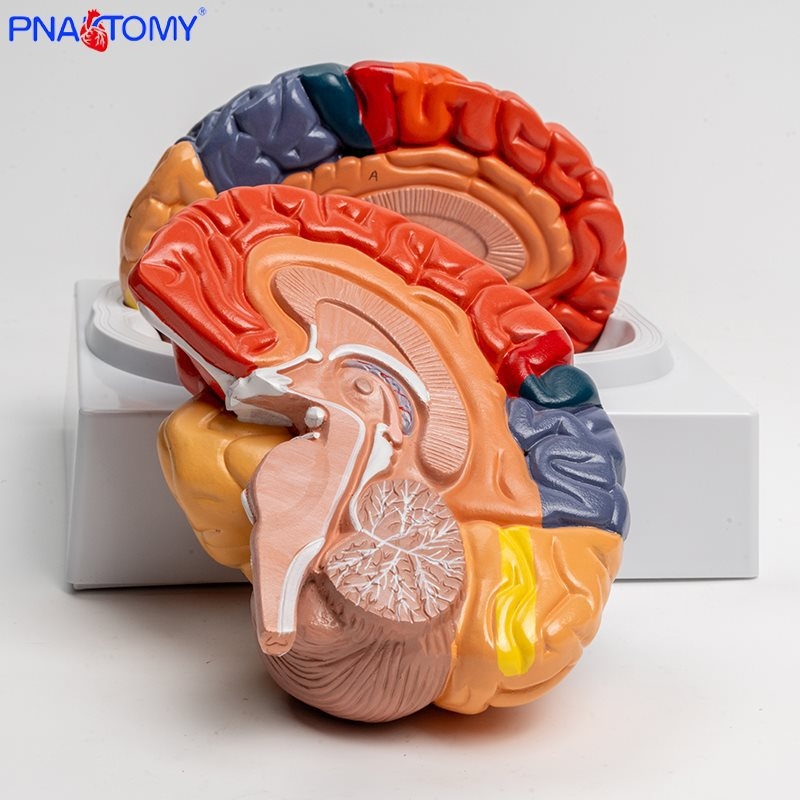 Smegenų modelis su funkcijų sričių ir sluoksniuota anatomija edukacinei demonstracijai