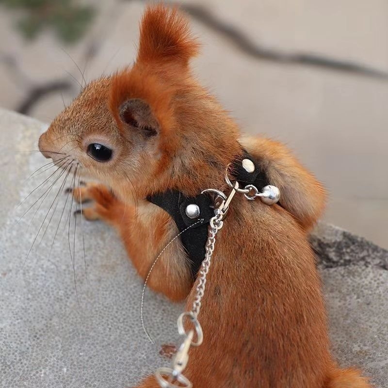 Σετ ιμάντων και σχοινιού για κουνέλια και σκίουρους — ιμάντες στήθους-πλάτης με προστασία από δάγκωμα και πνιγμό