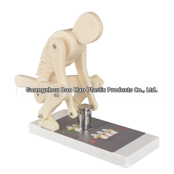 Πλαστικός μοντέλο επίδειξης φόρτισης της σπονδυλικής στήλης με βάση για ιατρική εκπαίδευση