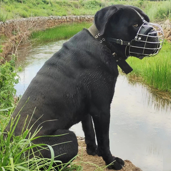 Μάσκα σκύλου Shenlong Sl099 – γαλβανισμένο + PU, κωδικός προϊόντος Sl099, μη εισαγόμενο