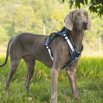 Θωρακικός και οπίσθιος ιμάντας για κατοικίδια με νάιλον ανακλαστική λωρίδα, ρυθμιζόμενος, τακτικής