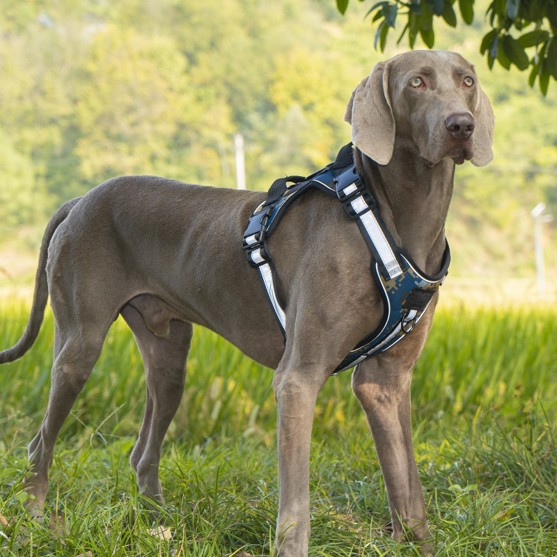Θωρακικός και οπίσθιος ιμάντας για κατοικίδια με νάιλον ανακλαστική λωρίδα, ρυθμιζόμενος, τακτικής