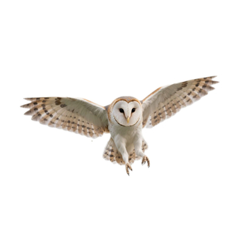 Закачена декоративна фигура за отблъскване на птици, дизайн: сова и белоглав орел, акрилен материал, модерен минималистичен стил, артикул YW-25-7261