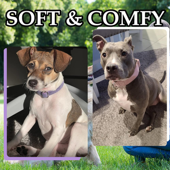 WAOPET Κολάρο σκύλου από βελούδο και σετ λουριών από νάιλον, CC541+LL541, μη ελκτικό