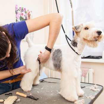 Viseći užad za stolom za njegu kućnih ljubimaca - najlon povlačni pojas za pse i mačke