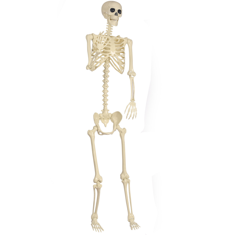 Plastmassist Halloween'i skelet – rippuv dekoratsioon, rekvisiit ruumide kujundamiseks kummitusmajas