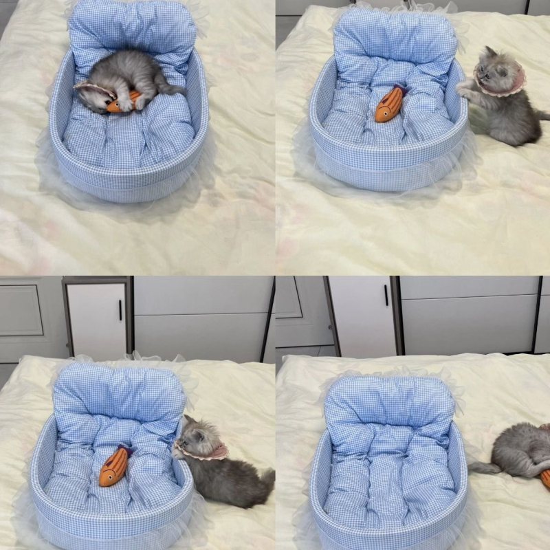 Covoraș pentru litieră de pisică - Material: burete, Pentru pisici, Ușor, Lavabil, Nr. articol PDD744594233646