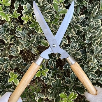 Градински секатор със дървена дръжка за подрязване на храсти и растения, остър ръб