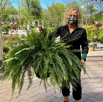 Umjetne girlande Boston fern – svila cvijeće; injekcijsko oblikovanje; sorta: Boston fern; kućna dekoracija