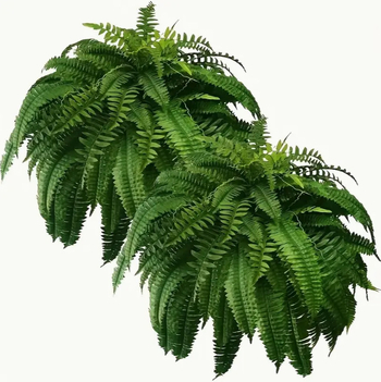 Umjetne girlande Boston fern – svila cvijeće; injekcijsko oblikovanje; sorta: Boston fern; kućna dekoracija