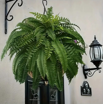 Umjetne girlande Boston fern – svila cvijeće; injekcijsko oblikovanje; sorta: Boston fern; kućna dekoracija