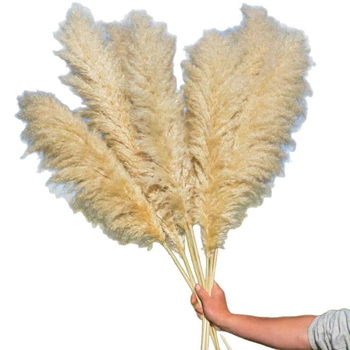 Sušená pampasová tráva buket, bulrush odroda, Diancaofang, na svadobné a domáce dekorácie