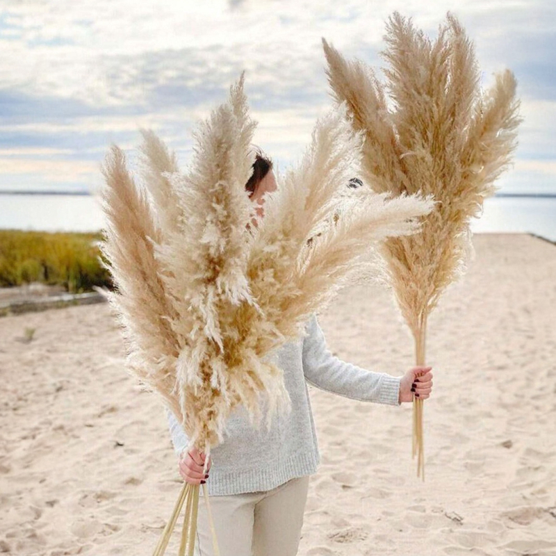 Sušená pampasová tráva buket, bulrush odroda, Diancaofang, na svadobné a domáce dekorácie