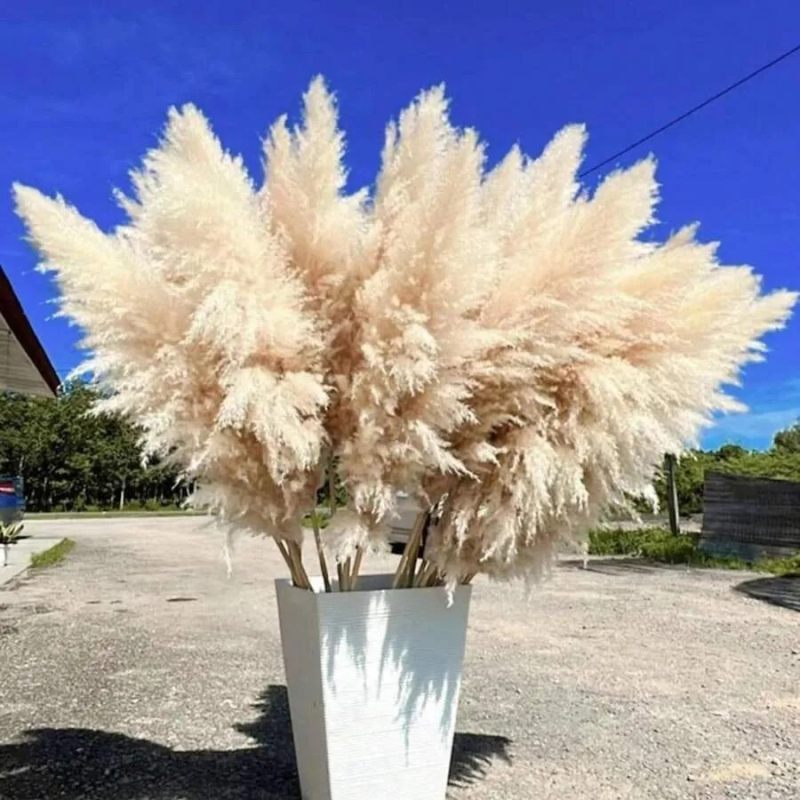 Sušená pampasová tráva buket, bulrush odroda, Diancaofang, na svadobné a domáce dekorácie