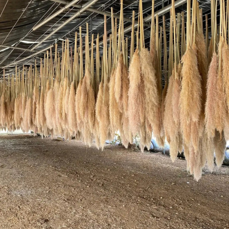 Sušená pampasová tráva buket, bulrush odroda, Diancaofang, na svadobné a domáce dekorácie