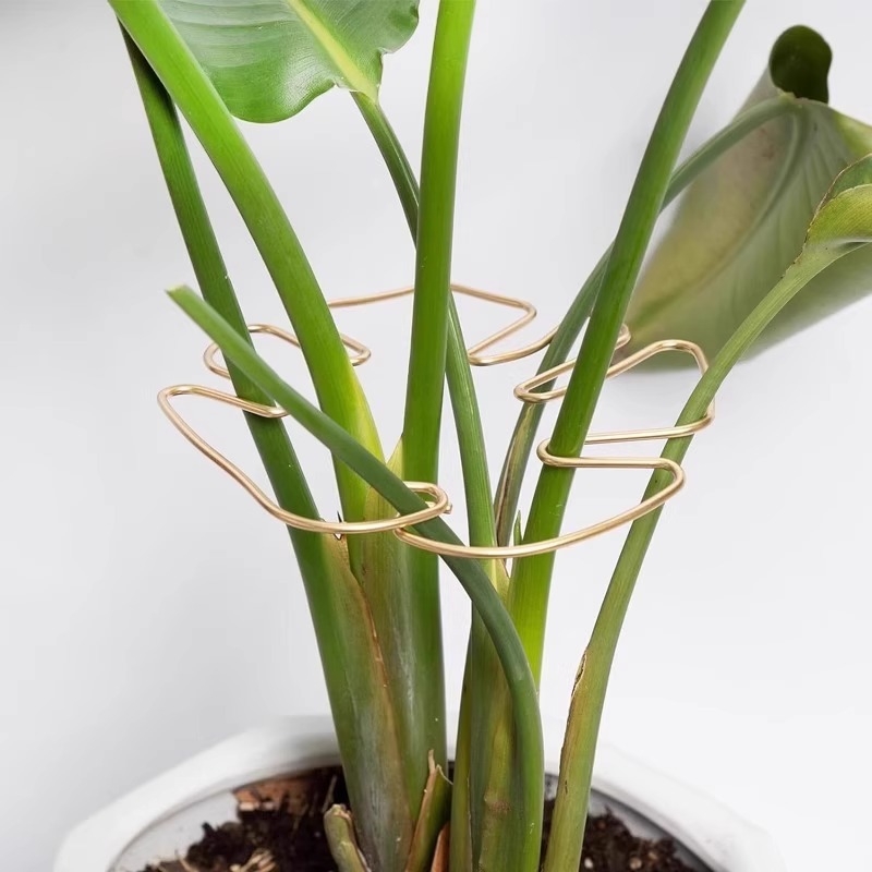 Monstera držač za potporu šipke – hidroponsko oblikovanje biljke