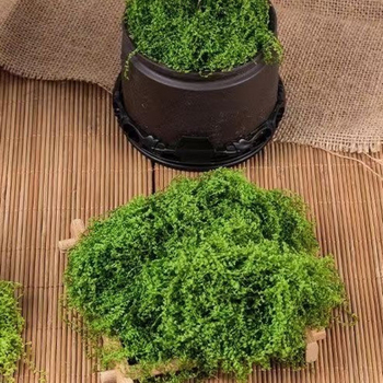 Umelý mach mikroland dekor pre vnútorné aj vonkajšie použitie; Materiál: sušené kvety; Druh: 27432; Remeslo: iné; Značka: iný