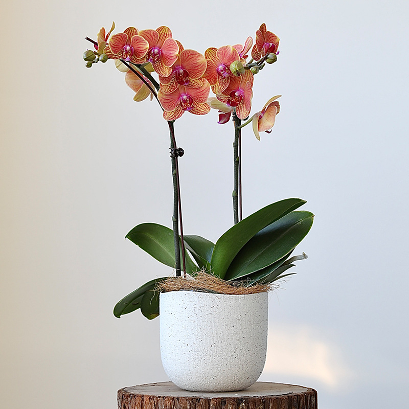 Kvetináč, keramický, nordický štýl, dýchajúci, odolný voči korózii, na stolné použitie