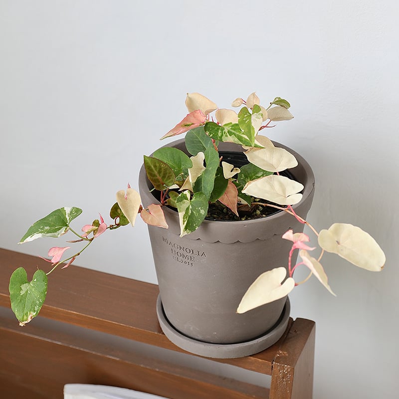 Cementový kvetináč, nordický štýl, ručne vyrobený, dýchajúci, odolný voči korózii, s podnosom