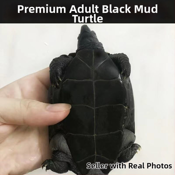 Domáca sladkovodná korytnačka, značka Dongyi Yang, druh korytnačky, kód produktu SbZnN4BZ