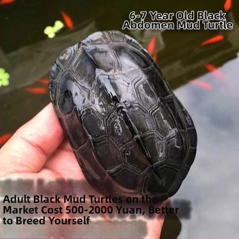 Domáca sladkovodná korytnačka, značka Dongyi Yang, druh korytnačky, kód produktu SbZnN4BZ