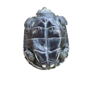 Domáca sladkovodná korytnačka, značka Dongyi Yang, druh korytnačky, kód produktu SbZnN4BZ