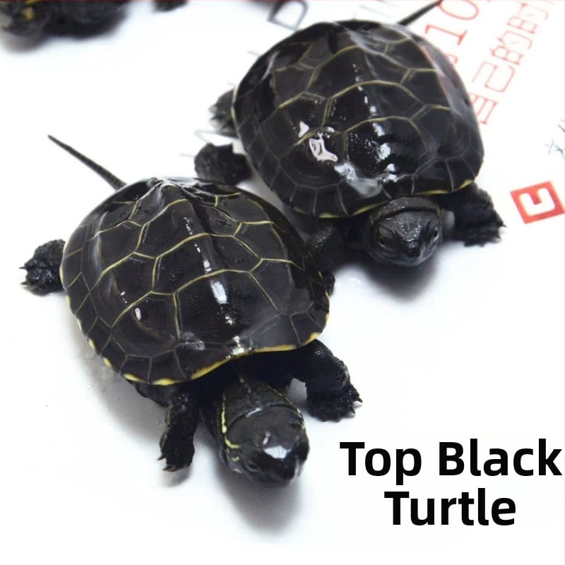 Domáca sladkovodná korytnačka, značka Dongyi Yang, druh korytnačky, kód produktu SbZnN4BZ