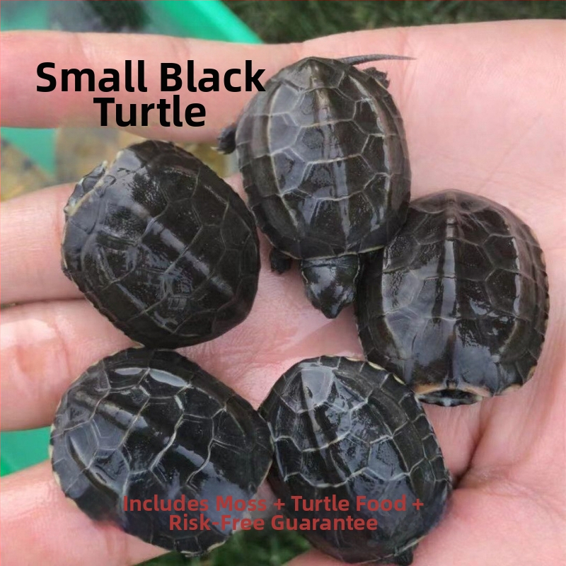 Mājdzīvnieka saldūdens bruņurupis, zīmols Dongyi Yang, suga bruņurupis, produkta kods SbZnN4BZ