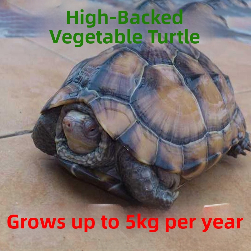 Živá korytnačka, domáci maznáčik, SKU HG15641654