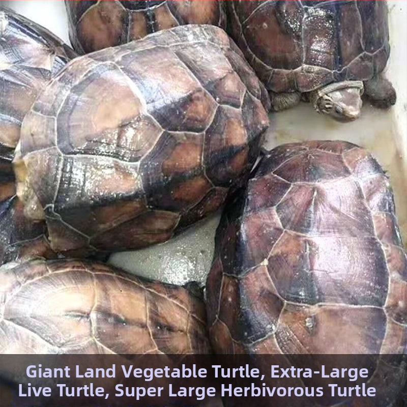 Živá korytnačka, domáci maznáčik, SKU HG15641654