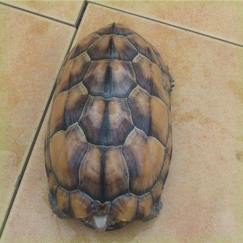 Živá korytnačka, domáci maznáčik, SKU HG15641654